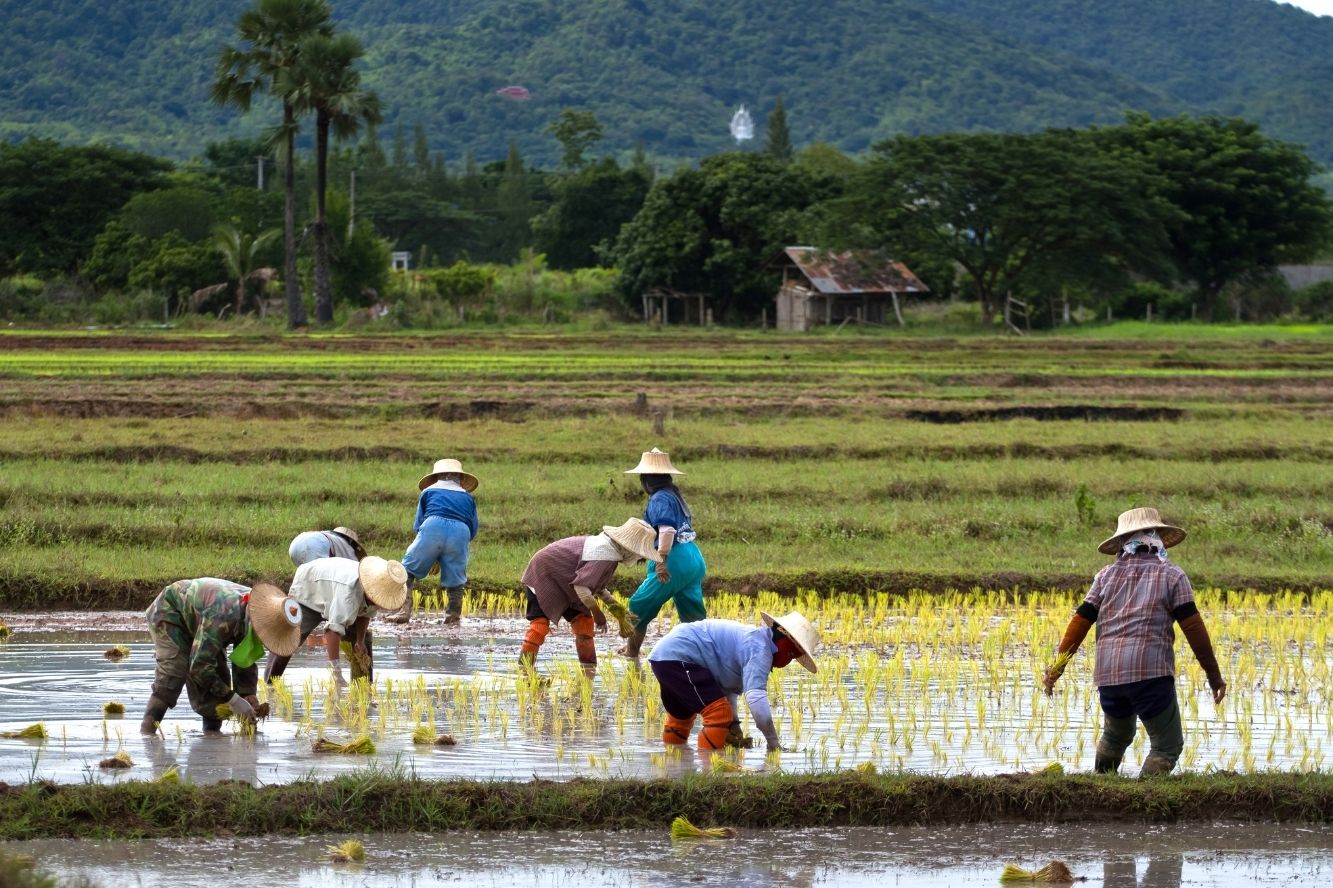 Workers in rice field