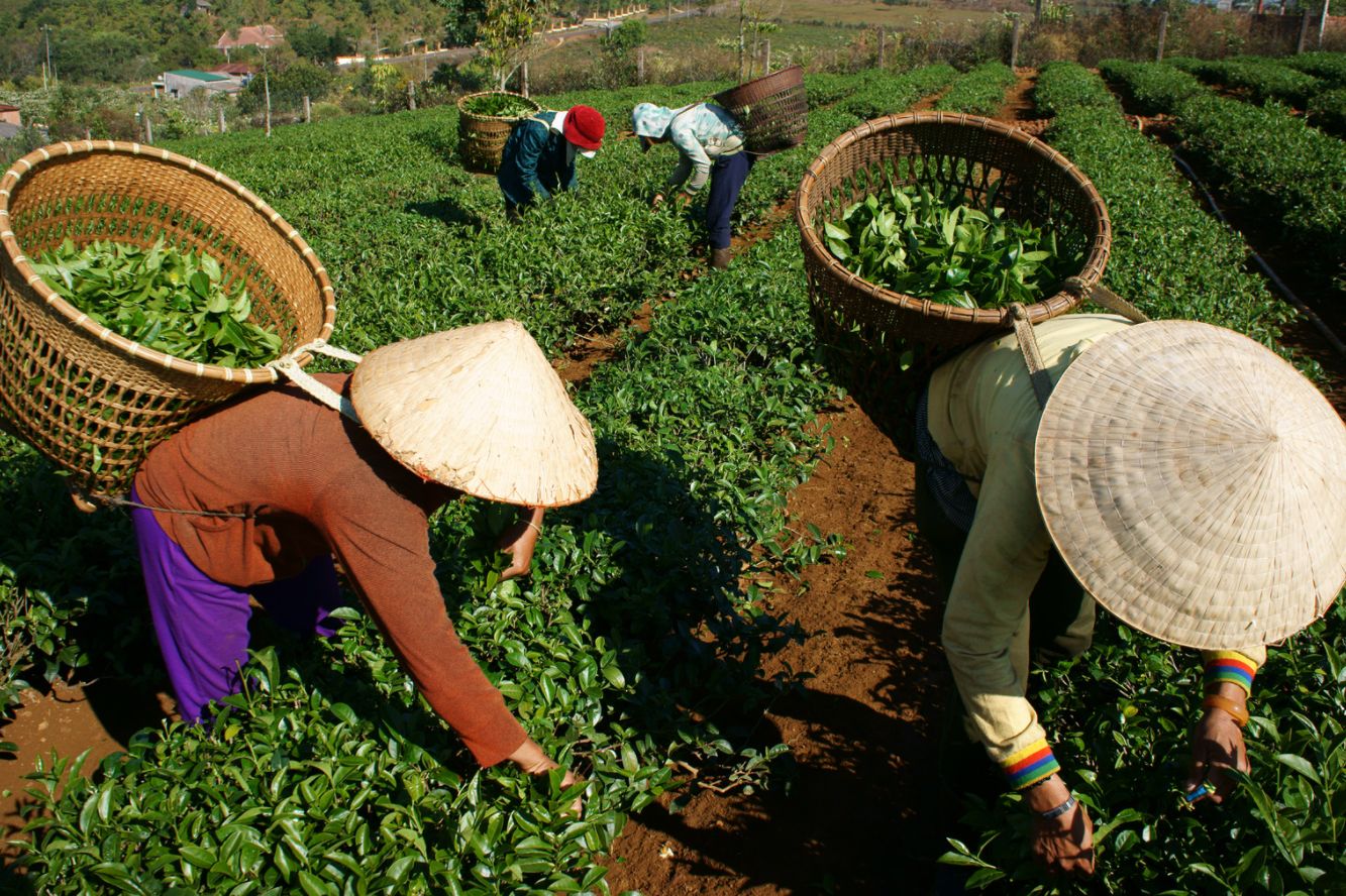 workers filling baskets in field